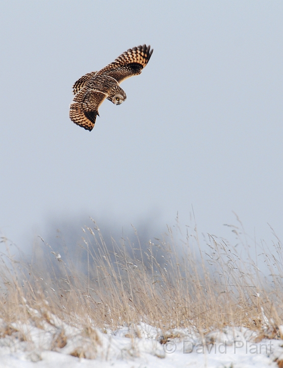 Short-eared owl - N.JPG - Short-eared owl hunting - Gloucestershire